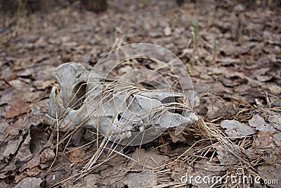 Dead skull animal bones remains in the forest Stock Photo