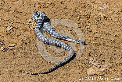 Dead snake on the sand, environmental crime Stock Photo