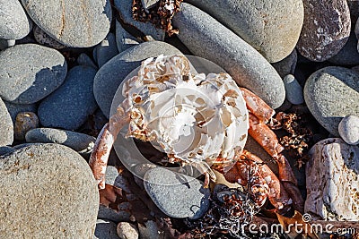 Dead spider crab on pebbles Stock Photo