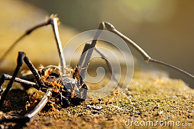 Dead spider Stock Photo