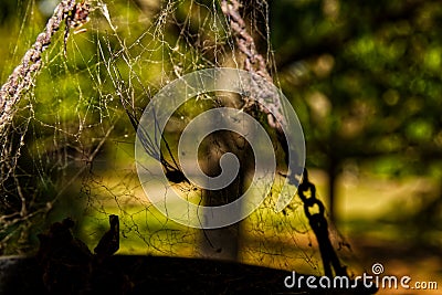 A dead spider silhouette tangled in a spider web Stock Photo