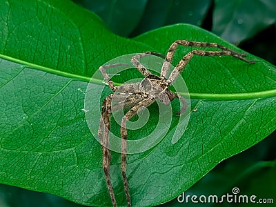 A dead spider stuck behind a leaf, an unknown spider. green foliage background that has fiber. Stock Photo