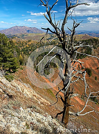 Dead Spider Tree Stock Photo