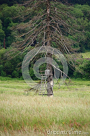 Dead spruce tree with wooden ladder in a grassy field against a backdrop of greenery Stock Photo