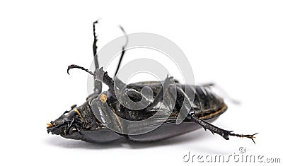 Dead Stag Beetle lying on its back, Lucanus cervus, isolated Stock Photo
