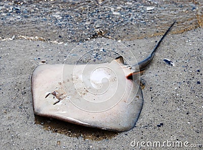 Dead stingray Stock Photo