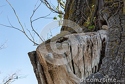 Dead Stump of trimmed tree branch projecting from tree trunk at the park in Carter Lake Iowa Stock Photo