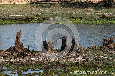 Dead stumps on shoal in natural swamp. Stock Photo