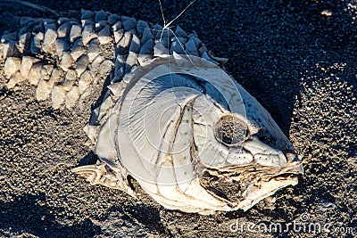 Dead suffocated fish skeleton Stock Photo