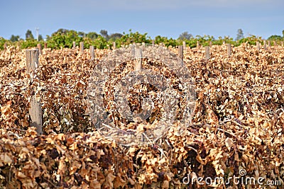 Dead Sultana Grape Vines Stock Photo