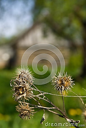 Dead thistles Stock Photo