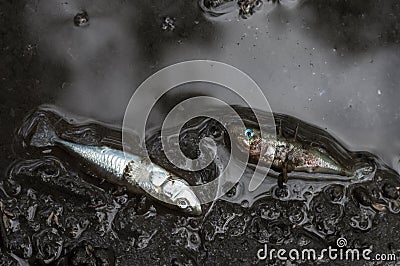 Dead three-spined sticklebacks Stock Photo