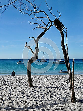 A dead tree in the sand at Whitehaven Beach in tropical Queensland, Australia Editorial Stock Photo