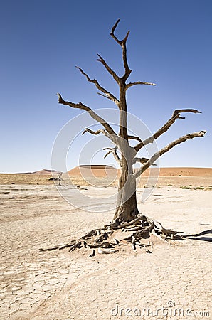 Dead Tree Stock Photo