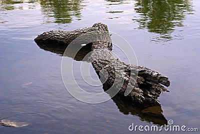 Dead tree Stock Photo