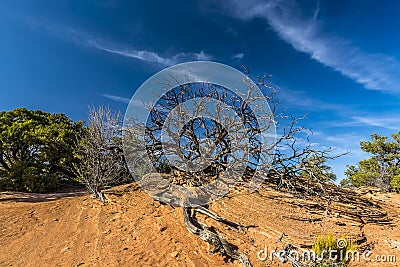 A dead tree atop a mound in Canyonlands national park with mare tail clouds Stock Photo