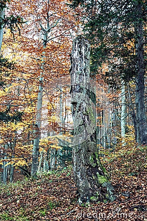 Dead tree in the autumn deciduous forest, colorful seasonal natural scenery Stock Photo