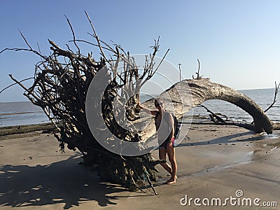 Dead tree on the beach of KOUROU in French Guyana Stock Photo