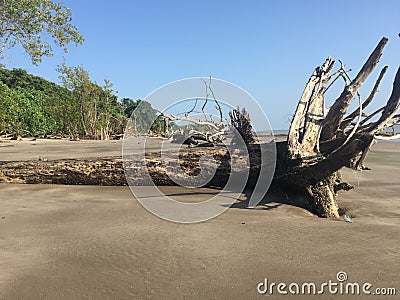 Dead tree on the beach of KOUROU in French Guyana Stock Photo