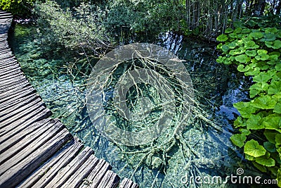 Dead tree on a bottom of pond in Plitvice lakes natioanal park Stock Photo