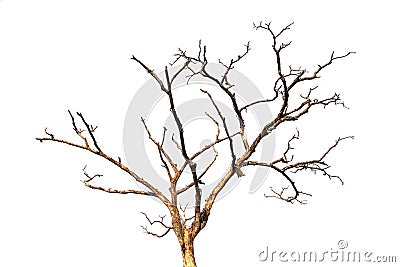 Dead tree branch isolated Stock Photo