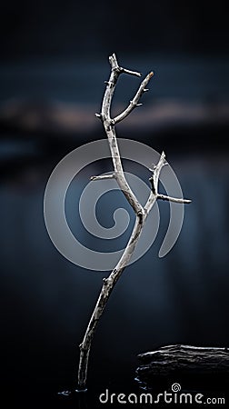 a dead tree branch in the middle of a lake Stock Photo