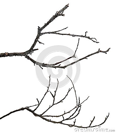 Dead tree branches isolated on white Stock Photo