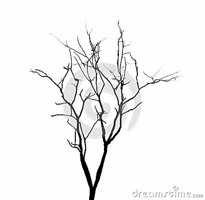 Dead tree branches isolated. Stock Photo