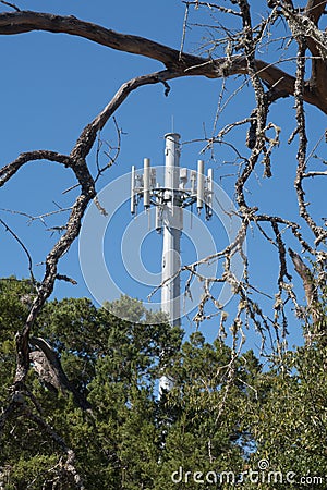 Dead tree branches live trees and a cell tower Stock Photo