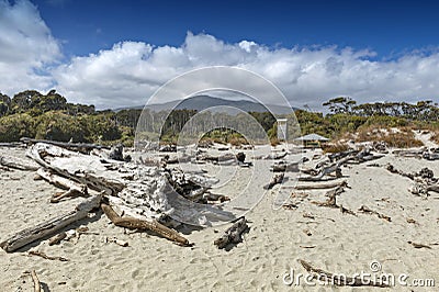 Dead tree brought ashore at Tauparikaka Marine Reserve, New Zealand Stock Photo