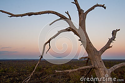 Dead Tree at Craters of the Moon Stock Photo