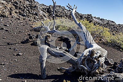 Dead tree at Craters of the moon National Park. Idaho. USA. Stock Photo