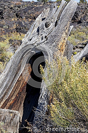 Dead tree at Craters of the moon National Park. Idaho. USA. Stock Photo