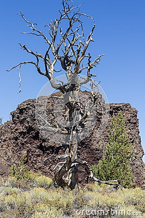 Dead tree at Craters of the moon National Park. Idaho. USA. Stock Photo