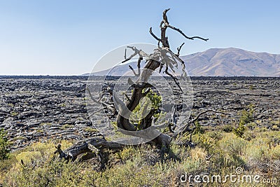 Dead tree at Craters of the moon National Park. Idaho. USA. Stock Photo