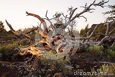 Dead Tree at Craters of the Moon Stock Photo