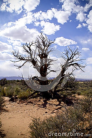 Dead tree in desert Stock Photo