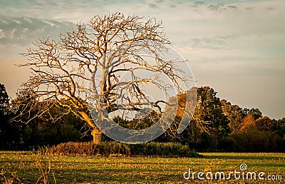 Dead Tree in Golden Hour Stock Photo