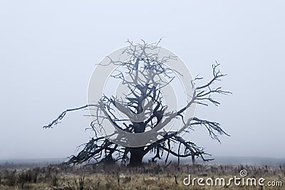 Dead tree in a grassy field during a thick fog Stock Photo