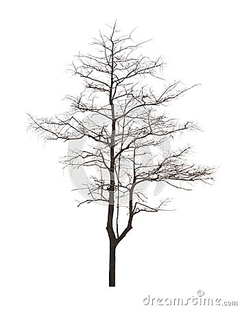 Dead tree has no leaves on a white background. Not taken care Not enough water. Make a perennial tree die.Dead trees in bad Stock Photo