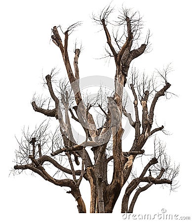 Dead tree isolated Stock Photo