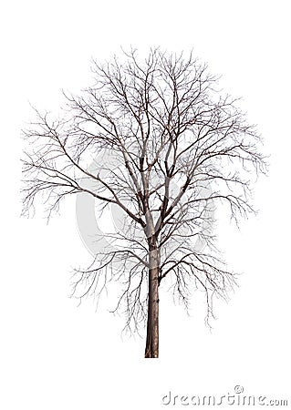 Dead tree isolated on white Stock Photo