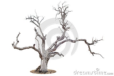 Dead tree isolated on white Stock Photo