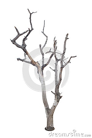 Dead tree isolated on white Stock Photo