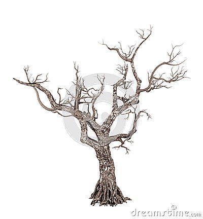 Dead tree isolated on white background Stock Photo