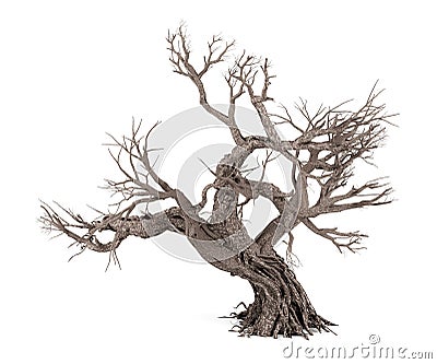 Dead tree isolated on white background Stock Photo