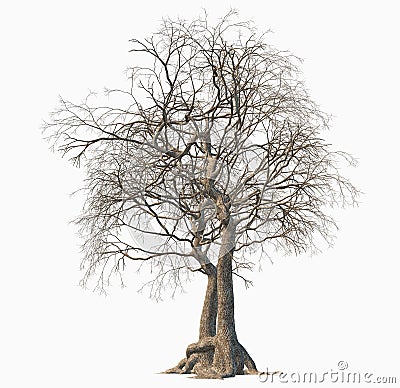 Dead tree isolated on white background. Stock Photo