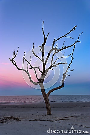 Dead Tree on Jekyll Island Stock Photo