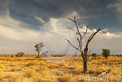 Dead tree in the Kalahari Desert Stock Photo