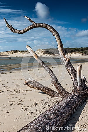 Dead wood laid on the sand Stock Photo